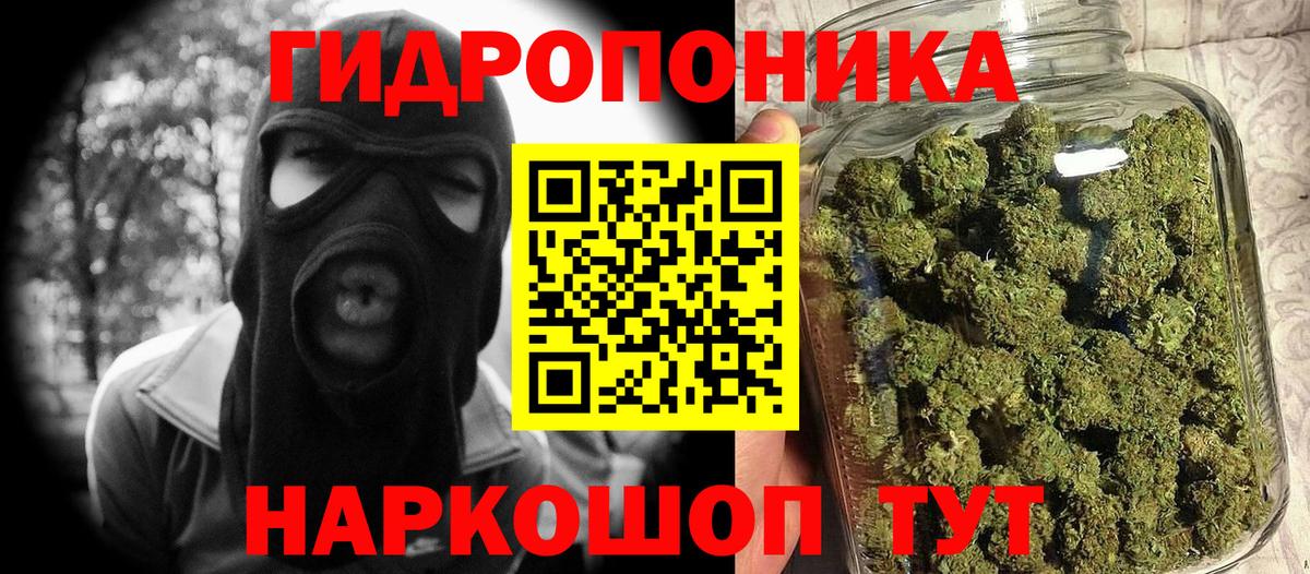 Конопля конопля Урус-Мартан